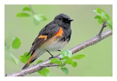 American Redstart