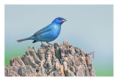 Indigo Bunting