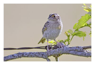 Grasshopper Sparrow