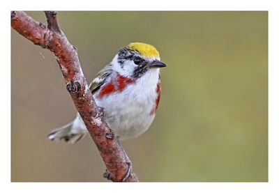 Chestnut-sided Warbler
