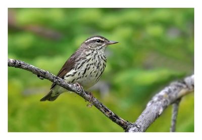 Northern Waterthrush
