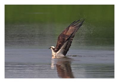 Osprey