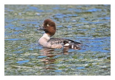 Common Goldeneye