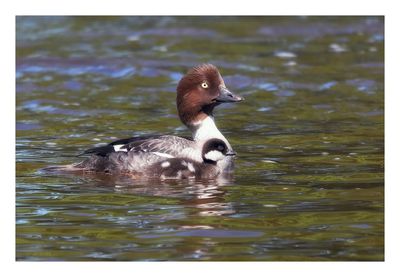 Common Goldeneye