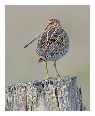 Wilson`s Snipe