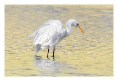 Great Egret
