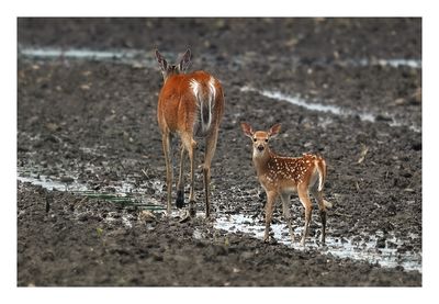White-tailed Deer