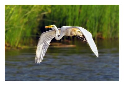 Great Egret