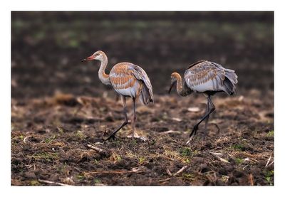 Sandhill Crane