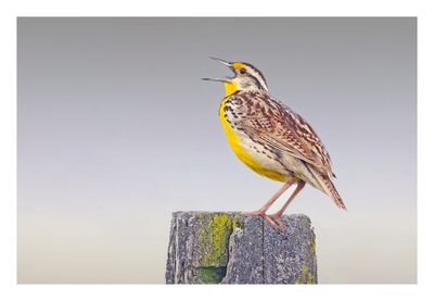 Eastern Meadowlark