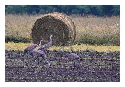 Sandhill Crane