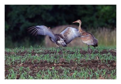 Sandhill Crane