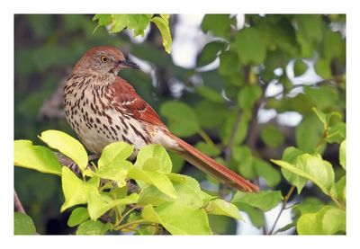 Brown Thrasher