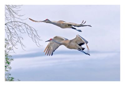 Sandhill Crane