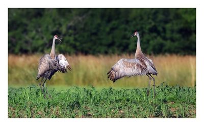 Sandhill Crane