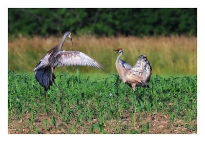 Sandhill Crane