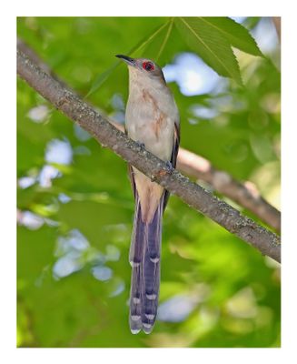 Black-billed Cuckoo