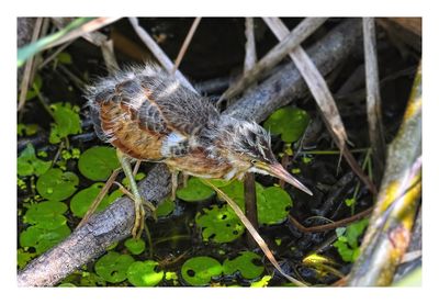 Least Bittern
