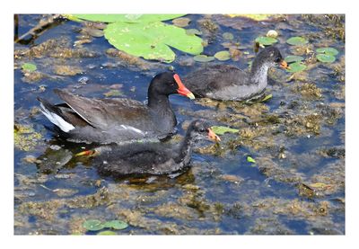 Common gallinule