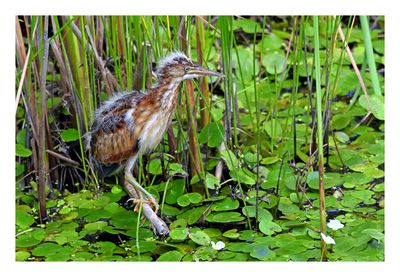 Least Bittern