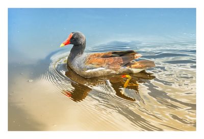 Common gallinule