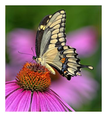 Giant Swallowtail