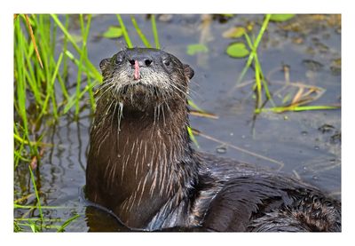 River Otter