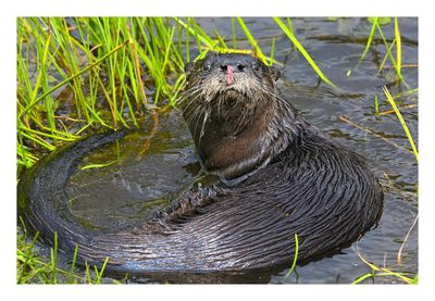 River Otter