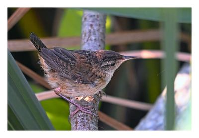 Marsh Wren