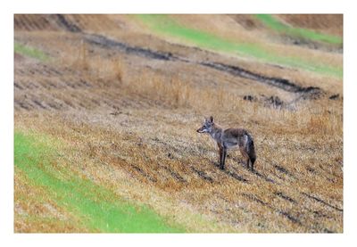 Coyote
