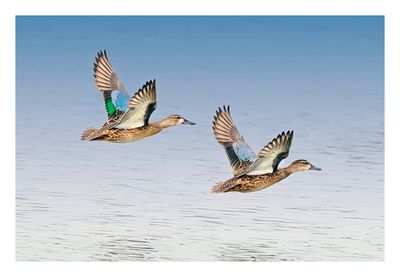 Blue-winged Teal