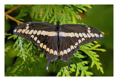 Giant Swallowtail