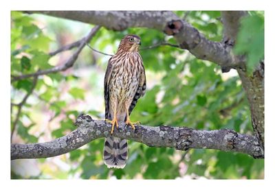 Cooper`s Hawk