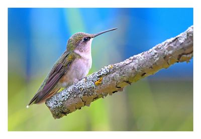 Ruby-throated Hummingbird