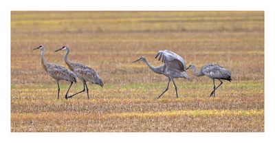 Sandhill Crane