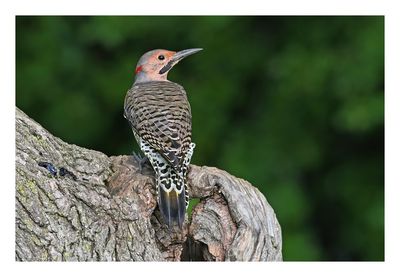 Northern Flicker
