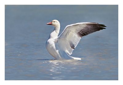 Snow Goose