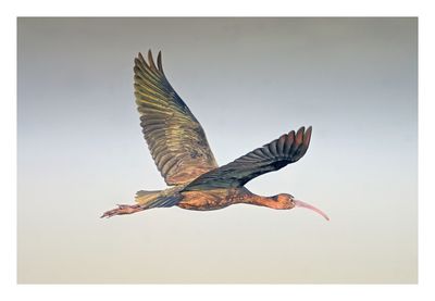 Glossy Ibis