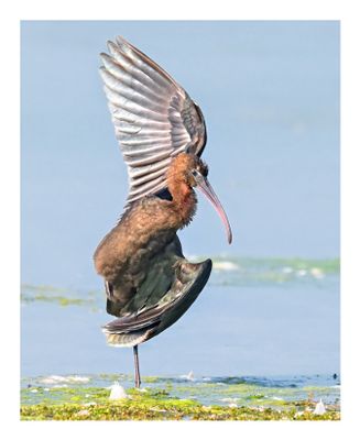 Glossy Ibis