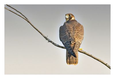 Peregrine Falcon
