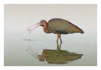 Glossy Ibis