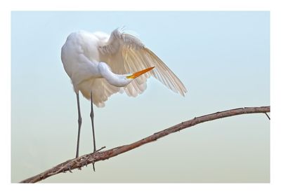 Great Egret