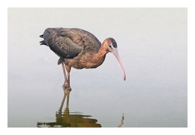 Glossy Ibis