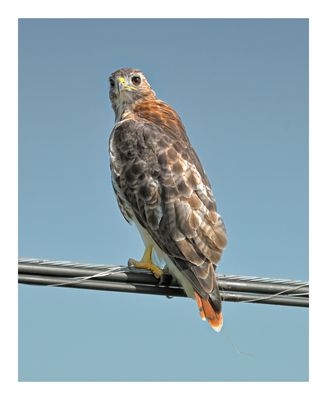 Red-tailed Hawk