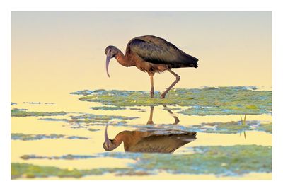 Glossy Ibis