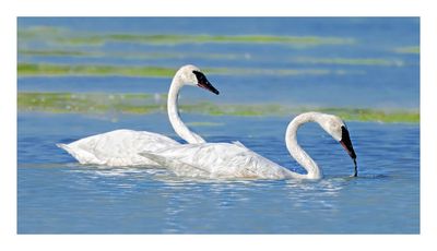 Trumpeter Swan