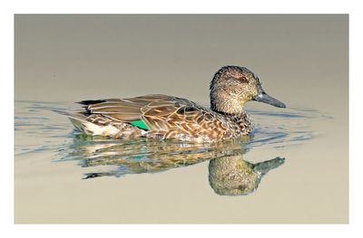 Green-winged Teal