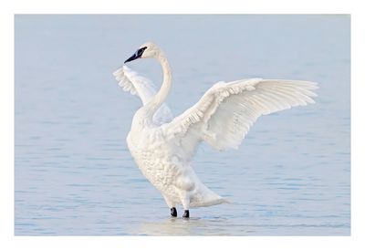 Trumpeter Swan