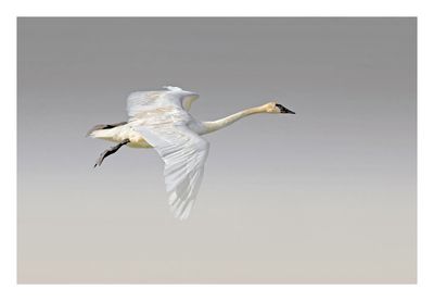 Trumpeter Swan