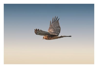Northern Harrier